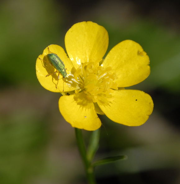 Grnrssler 2 Phyllobius spec. Mai 2011 Biedensand Veilchen und Insekten NIKON 074