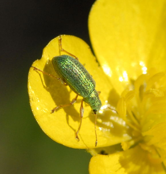 Grnrssler 2 Phyllobius spec. Mai 2011 Biedensand Veilchen und Insekten NIKON 076