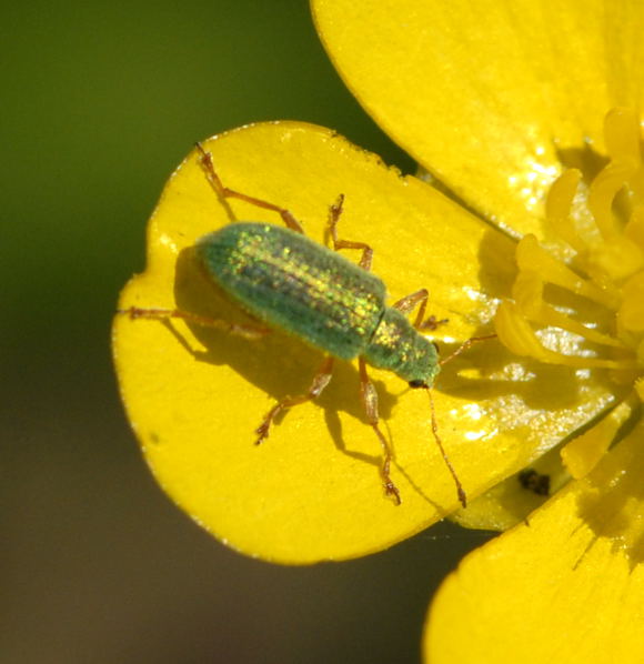 Grnrssler 2 Phyllobius spec. Mai 2011 Biedensand Veilchen und Insekten NIKON 077