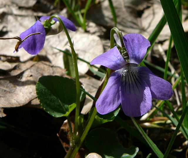 Hain-Veilchen (Viola riviniana) April 2011 Viernheimer Wald Veilchen 012