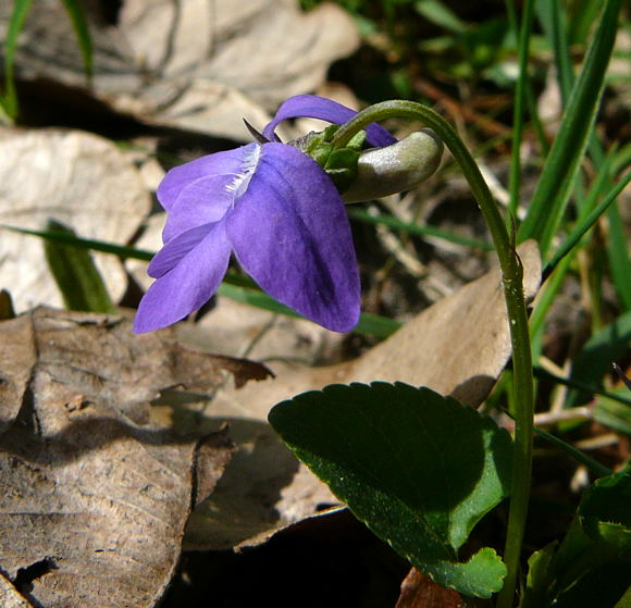 Hain-Veilchen (Viola riviniana) April 2011 Viernheimer Wald Veilchen 013