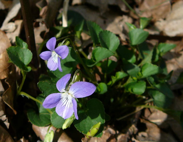 Hain-Veilchen (Viola riviniana) April 2011 Viernheimer Wald Veilchen 015
