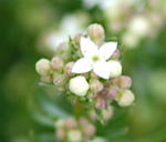 Harzer Labkraut (Galium saxatile). kl.