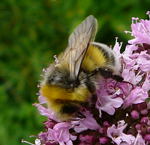 Helle Erdhummel (Bombus lucorum)  kl.