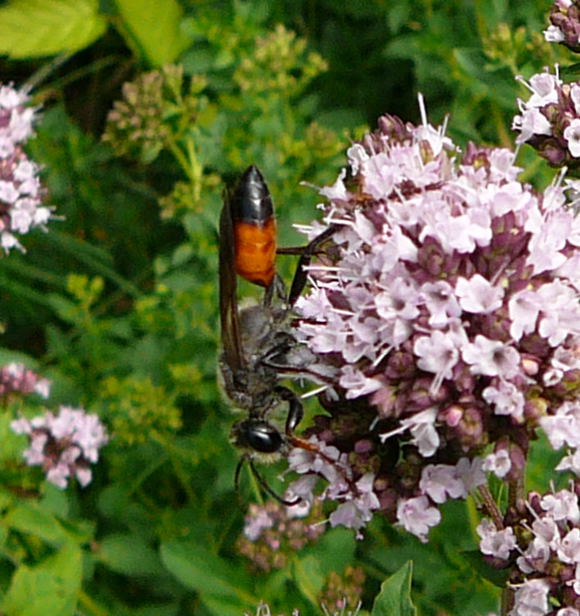 Heuschrecken-Sandwespe Sphex funerarius (= rufocinctus) Juli 09 Viernheimer Wald 021