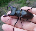 Hirschkfer Lucanus cervus  kl.