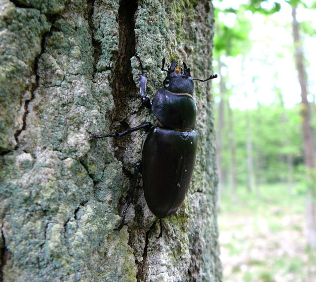 Hirschkfer Weibchen Mai 2010 Hemsbach Graben u. Kaefer 085