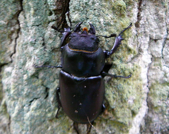 Hirschkfer Weibchen Mai 2010 Hemsbach Graben u. Kaefer 086