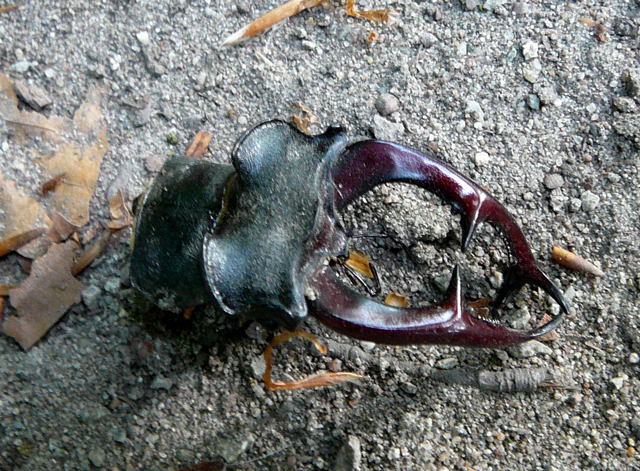 Hirschkfergeweih Lucanus cervus Mai 2008 Viernheimer Wald 059