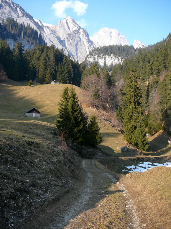 Hohe Schlsselblume (Primula elatior) Februar 2011 Bombardier-Reise Wildhaus Schweiz 124