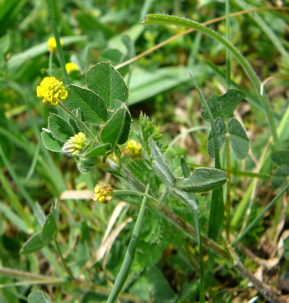 Hopfen-Klee (Medicago lupulina) April 2011 Radtour Heppenheim Lorsch Huett Eidechse 043