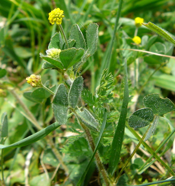 Hopfen-Klee (Medicago lupulina) April 2011 Radtour Heppenheim Lorsch Huett Eidechse 044