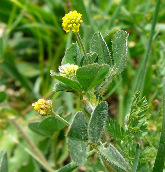 Hopfen-Klee (Medicago lupulina) April 2011 Radtour Heppenheim Lorsch Huett Eidechse 044a