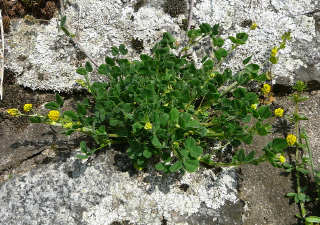 Hopfen-Klee (Medicago lupulina) April 2011 Radtour Heppenheim Lorsch Huett Eidechse 046
