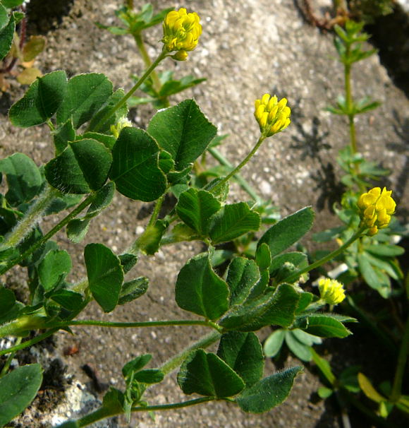 Hopfen-Klee (Medicago lupulina) April 2011 Radtour Heppenheim Lorsch Huett Eidechse 047
