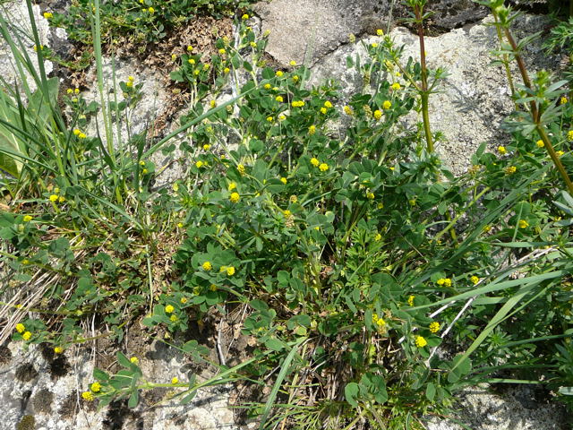 Hopfen-Klee (Medicago lupulina) April 2011 Radtour Heppenheim Lorsch Huett Eidechse 049
