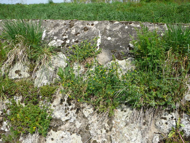 Hopfen-Klee (Medicago lupulina) April 2011 Radtour Heppenheim Lorsch Huett Eidechse 051