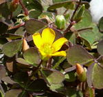 Hornfrchtiger Sauerklee kl.