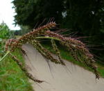 Hhnerhirse, Gemeine  kl.