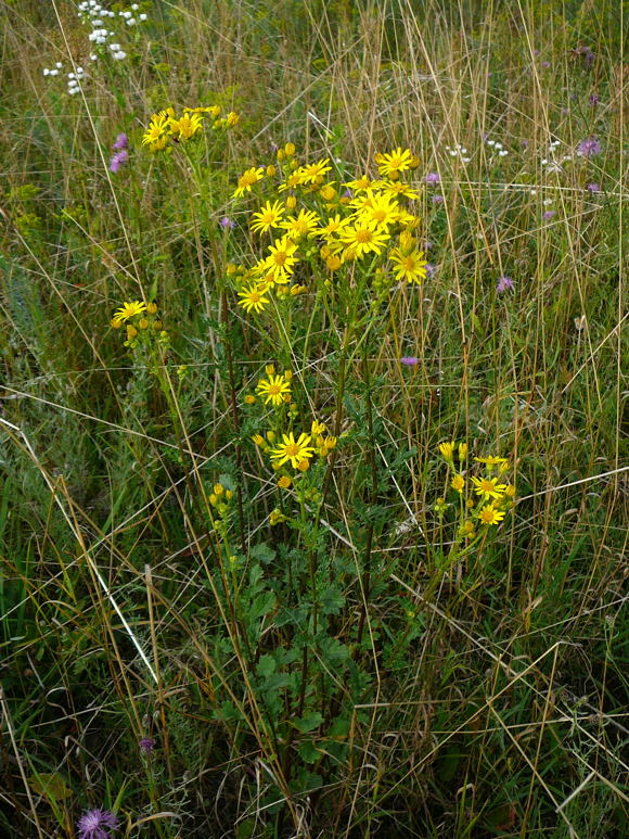 Jakobs-Greiskraut (-Kreuzkraut) Senecio jacobaea Juli 09 Huettenfeld u. Biotop Rote Erde Lorsch 075