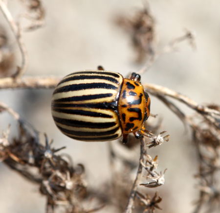 Kartoffelkäfer -Leptinotarsa decemlineata-Mai09-Brachacker-beiMülldeponie-1-450-N Kartoffelkäfer -Leptinotarsa decemlineata-Mai09-Brachacker-beiMülldeponie-1-450-N