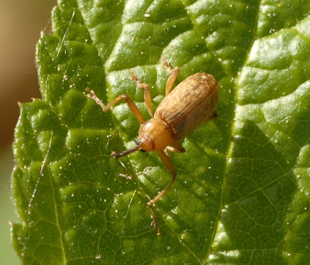 Ktzchen-Rssler Dorytomus spec. Mai 2011 Biedensand Veilchen und Insekten NIKON 070
