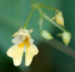 Kleinbltiges Springkraut kl.