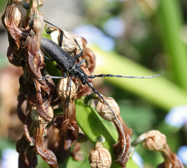 Kleiner Eichenbock od. Buchenspießbock (Cerambyx scopolii)-April09-Garten-2_N Kleiner Eichenbock od. Buchenspießbock (Cerambyx scopolii)-April09-Garten-2_N
