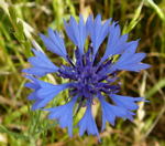 Kornblume kl.