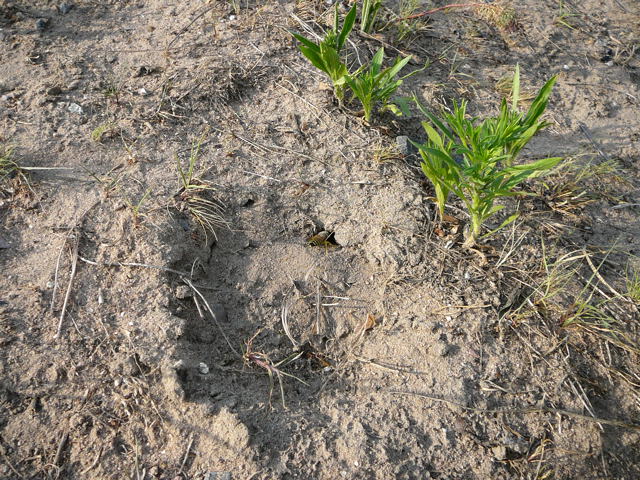 Kreiselwespe Juli 2010 Radtour zu Viernheimer Glockenbuckel 128