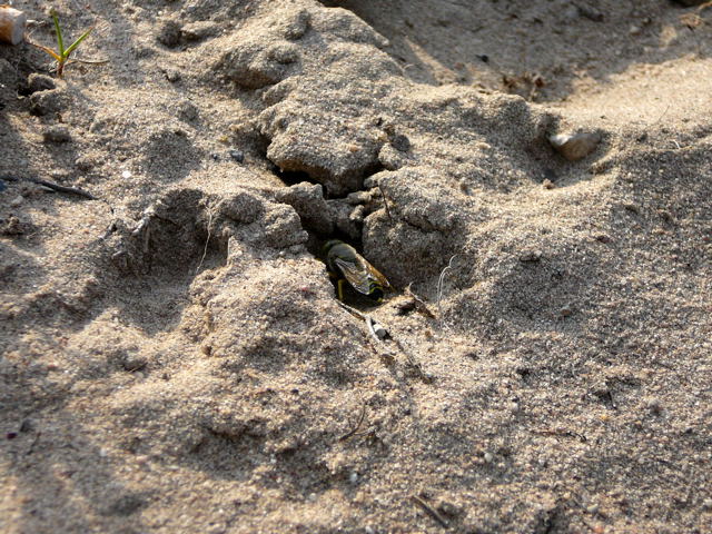 Kreiselwespe Juli 2010 Radtour zu Viernheimer Glockenbuckel 138