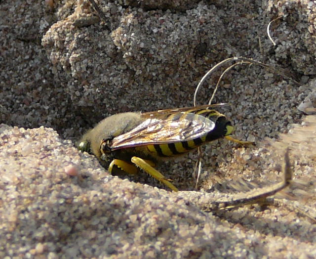 Kreiselwespe Juli 2010 Radtour zu Viernheimer Glockenbuckel 142