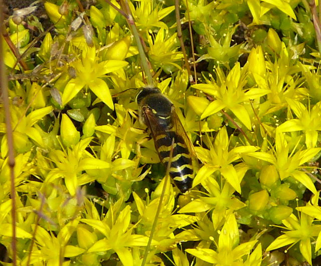 Kreiselwespe  (Bembix rostrata), eine Grabwepsenart Juni 2010 Viernheimer Heide NSG Glockenbuckel 016
