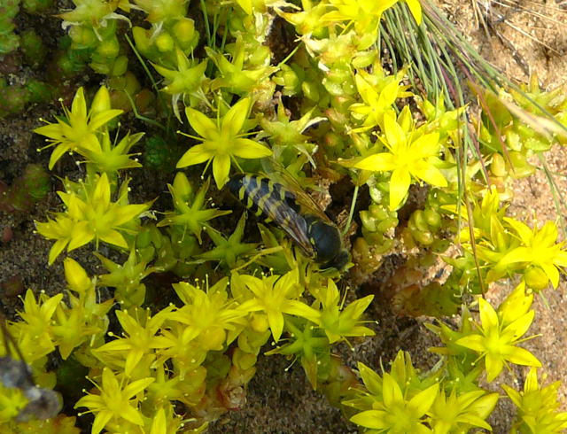 Kreiselwespe  (Bembix rostrata), eine Grabwepsenart Juni 2010 Viernheimer Heide NSG Glockenbuckel 017