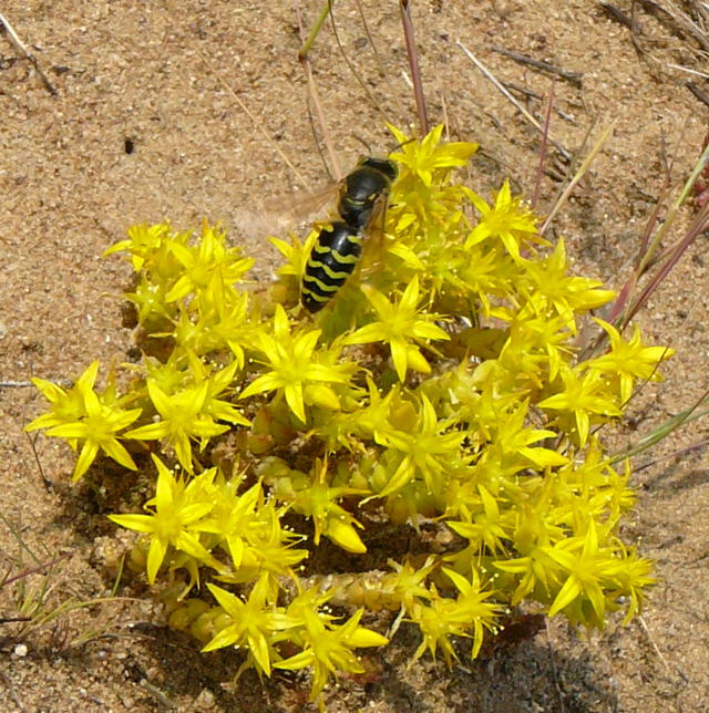 Kreiselwespe  (Bembix rostrata), eine Grabwepsenart Juni 2010 Viernheimer Heide NSG Glockenbuckel 020