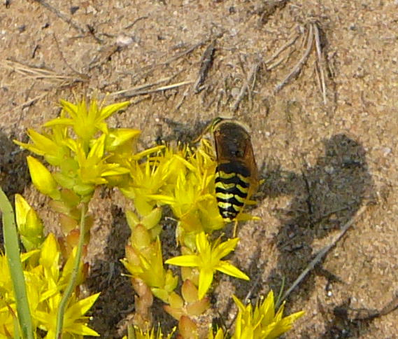Kreiselwespe  (Bembix rostrata), eine Grabwepsenart Juni 2010 Viernheimer Heide NSG Glockenbuckel 021