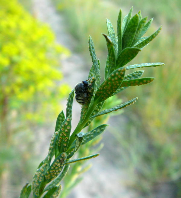 Kugelfliege Ogcodes cf. gibbosus auf Euphorbia mit Erbsenrost Juni 2010 Viernheimer Heide 060