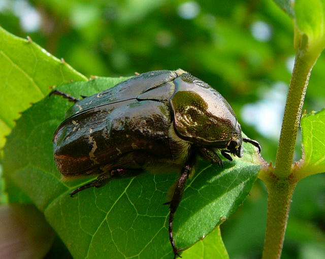 Kupfer-Rosenkäfer Protaetia cuprea August 2010 Huett Garten Käfer u. Raupen 018 Kupfer-Rosenkäfer Protaetia cuprea August 2010 Huett Garten Käfer u. Raupen 018