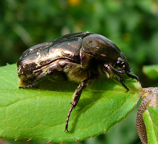 Kupfer-Rosenkäfer Protaetia cuprea August 2010 Huett Garten Käfer u. Raupen 023 Kupfer-Rosenkäfer Protaetia cuprea August 2010 Huett Garten Käfer u. Raupen 023