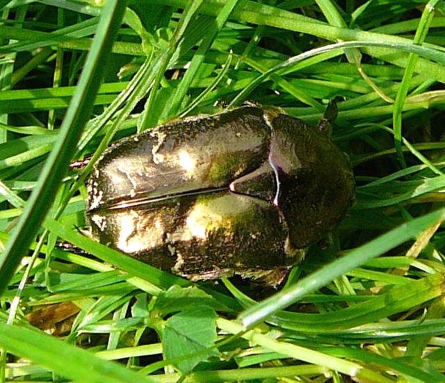 Kupfer-Rosenkäfer Protaetia cuprea August 2010 Huett Garten Käfer u. Raupen 024 Kupfer-Rosenkäfer Protaetia cuprea August 2010 Huett Garten Käfer u. Raupen 024