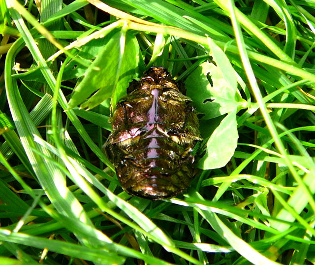 Kupfer-Rosenkäfer Protaetia cuprea August 2010 Huett Garten Käfer u. Raupen 026 Kupfer-Rosenkäfer Protaetia cuprea August 2010 Huett Garten Käfer u. Raupen 026