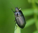 Kanalkfer Amara ovata 2