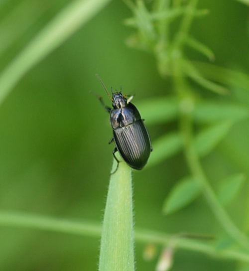 Kanalkfer 2 Amara ovata