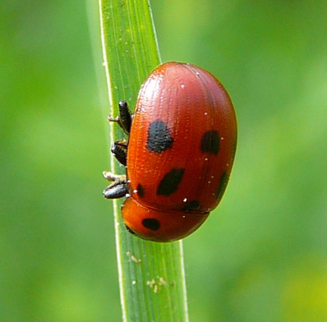 Luzernkäfer Gonioctena fornicataMai 09 Wildblumen & Insekten Viernheimer Wald-Mülldeponie 005 Luzernkäfer Gonioctena fornicataMai 09 Wildblumen & Insekten Viernheimer Wald-Mülldeponie 005