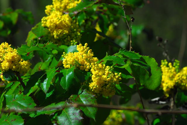 Mahonie Mahonia aquifolium April 2010 Viernheimer Wald Goldstern u.Maikfer_Nikon 042