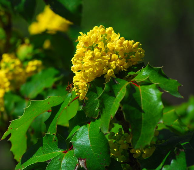 Mahonie Mahonia aquifolium April 2010 Viernheimer Wald Goldstern u.Maikfer_Nikon 047