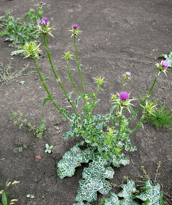 Mariendistel (Silybum marianum) Urlaub 2010 28.7.2010 Bunde-Dollart 063
