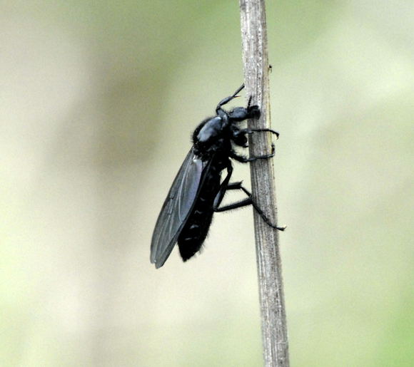 Mrzfliege Bibio marci April 2011 Kleiner Palustris-Graben Huett u.Hemsb Insekten NIKON 044