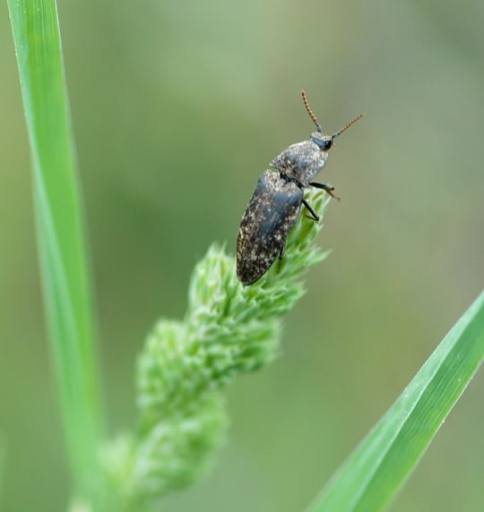 Mausgrauer Schnellkäfer Mai 09 Wildblumen & Insekten Viernheimer Wald-Mülldeponie 073 Mausgrauer Schnellkäfer Mai 09 Wildblumen & Insekten Viernheimer Wald-Mülldeponie 073