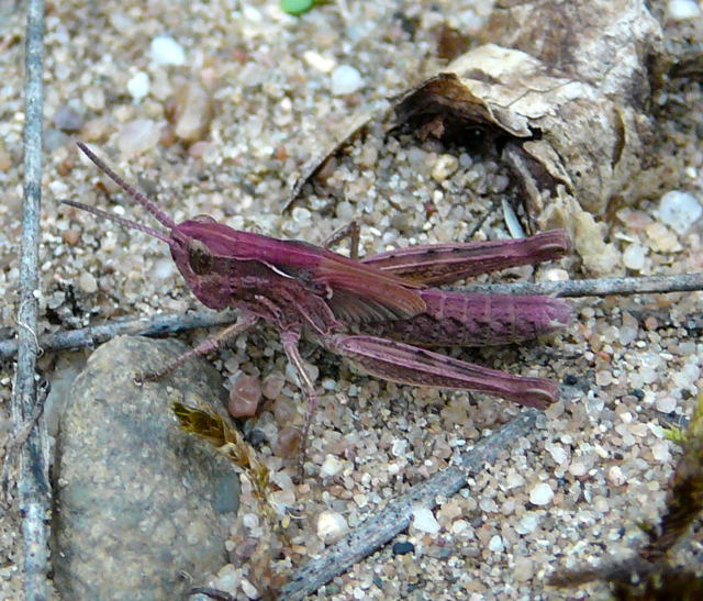 Nachtigall-Grashpfer Chorthippus biguttulus Larve Sept 2010 Huett u. Viernheimer Glockenbuckel Insekten 085